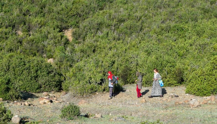 Women harvest aromatic and medicinal plants in the mountains of Tbainia village near Ain Drahem, in Tunisia, on November 6, 2024. —AFP