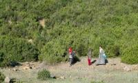 Herb Harvesting Tunisia Women Face Challenges Due To Heat, Drought