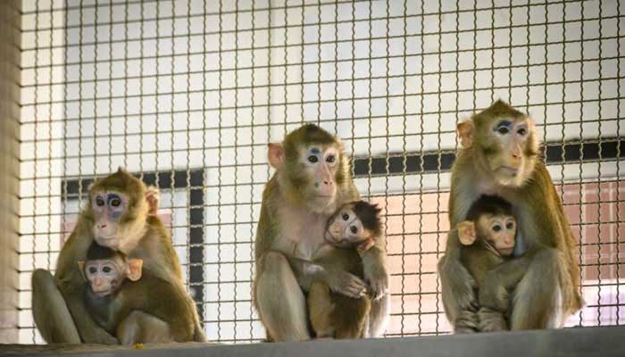 Representational image of monkeys kept in an enclosure. — AFP