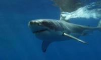 Tourist killed in Egypt Red Sea shark attack: environment ministry