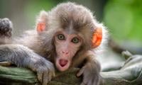 Remote-stealing Monkey Triggers Panic Alarm, Baffles Security Team In S Africa