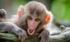 Remote-stealing monkey triggers panic alarm, baffles security team in S Africa