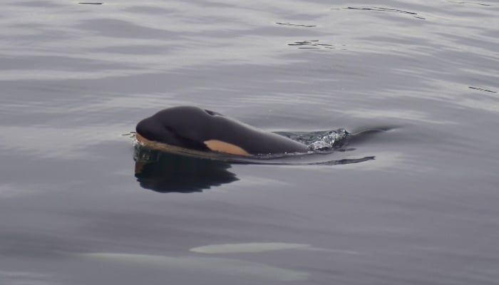 Newborn killer whale calf J61, December 25, 2024. — Facebook/Center for Whale Research