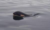 Grieving Killer Whale Seen Carrying Lifeless Calf In US Waters