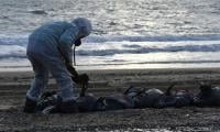 Russian Oil Tanker Spill Claims Scores Of Dolphins, Other Marine Mammals