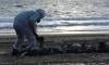 Russian oil tanker spill claims scores of dolphins, other marine mammals