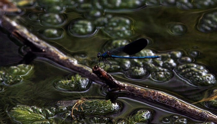 A damselfly rests on a branch in Una river near Kostajnica, some 100 km (62 miles) southeast of Croatias capital Zagreb, August 20, 2009. — Reuters