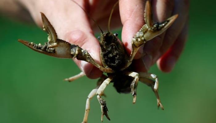 A scientist holds a calico crayfish (Orconectes immunis) in Rheinstetten, Germany, August 9, 2018. — Reuters