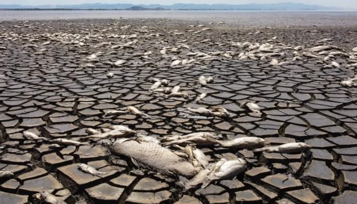 An aerial view showing dead fish amid a drought in the Bustillos Lagoon, near Anahuac, Chihuahua State, Mexico. — AFP/File