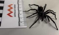 Scientists In Australia Discover Bigger Species Of Deadly Funnel Web Spiders