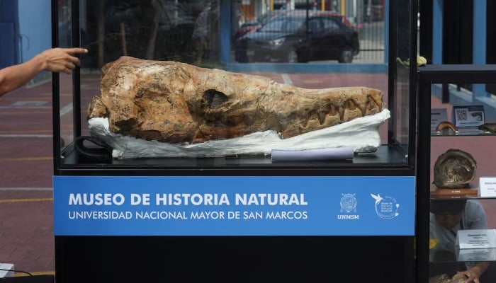 A person gestures next to a fossil of a crocodile as paleontologists unveil a 9-million-year-old fossil of a relative of the great white shark (not pictured), in Lima, Peru, on January 20, 2025. — Reuters