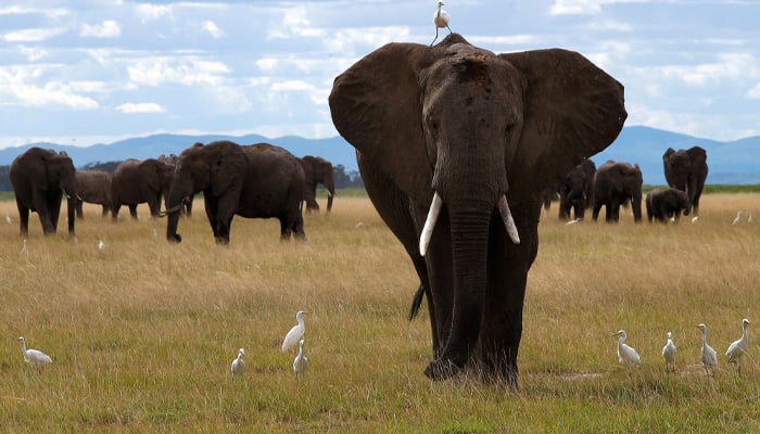 German tourist killed by wild elephant in India