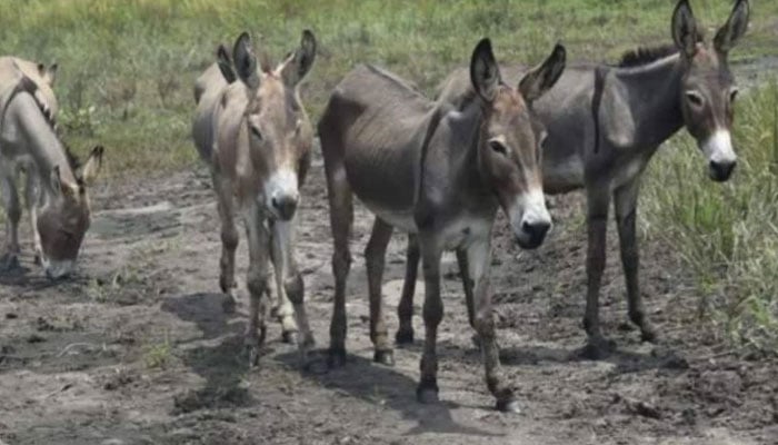 Image showing a drove of donkeys standing in a field. — AFP/ File