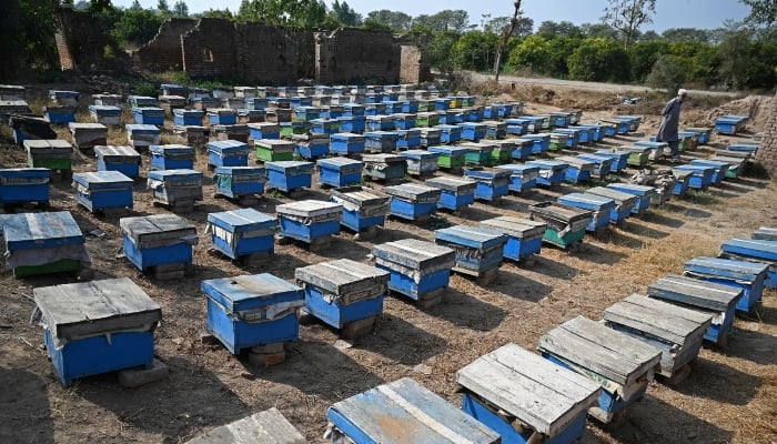 A man walking past a honeybee farm at Lak Mor village in Sargodha district of Punjab. — AFP/File