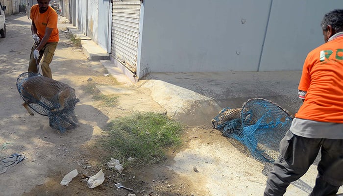 Workers of Rabies Control Program Sindh catch stray dogs during an operation against stray dogs in Karachi on January 22, 2025. — PPI